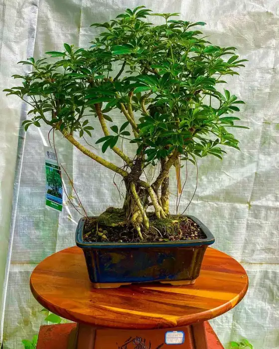 Bonsai around the nursery · Photograph 16