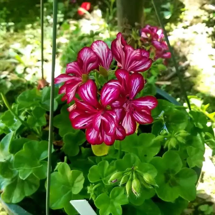 Marth Washington Geranium
