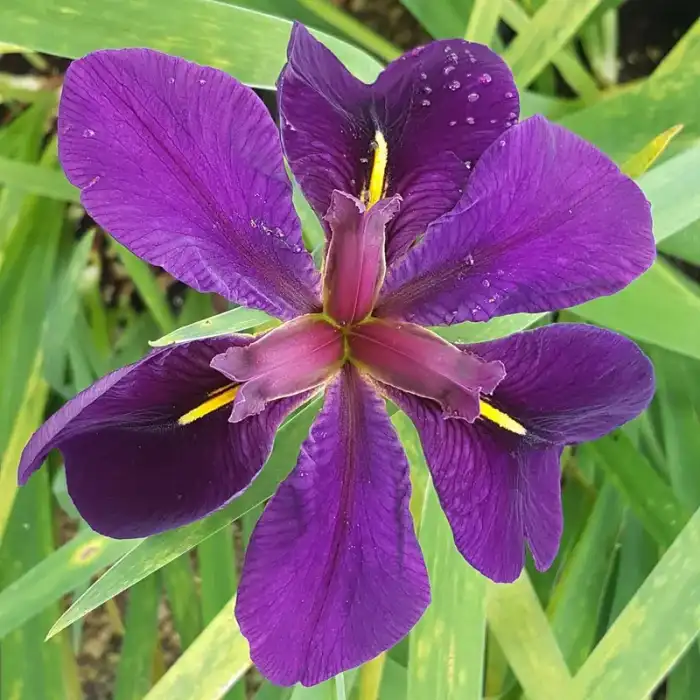 Perennials · Photograph 22
