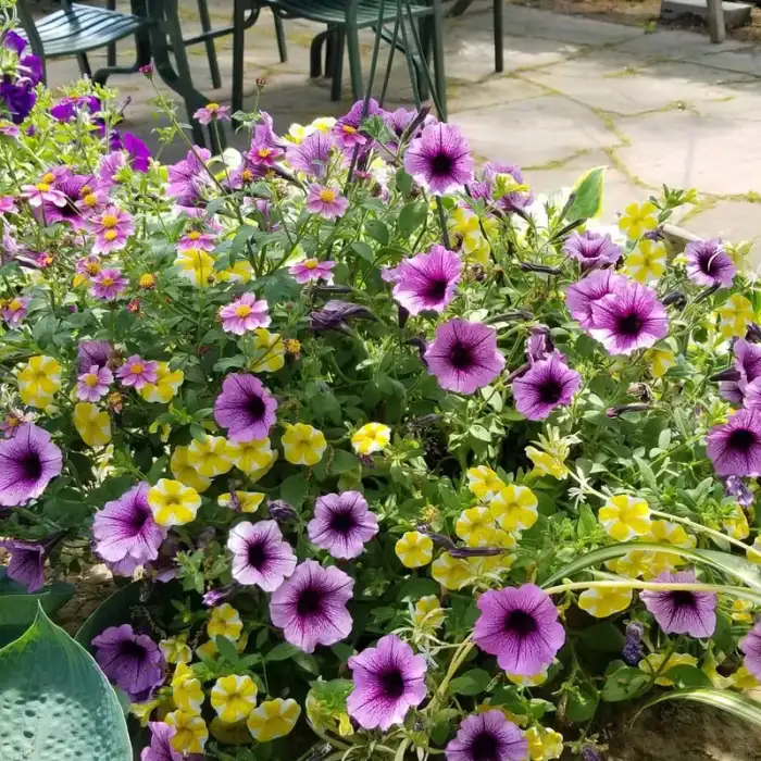 Mixed Hanging Basket