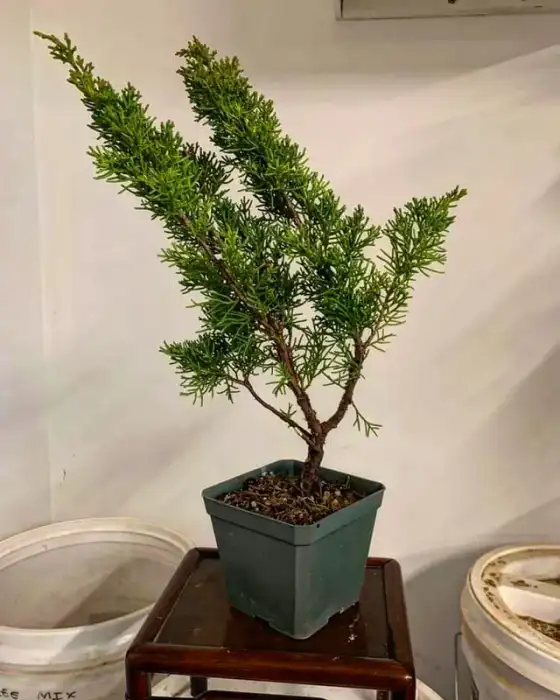 Shimpaku Juniper Bonsai