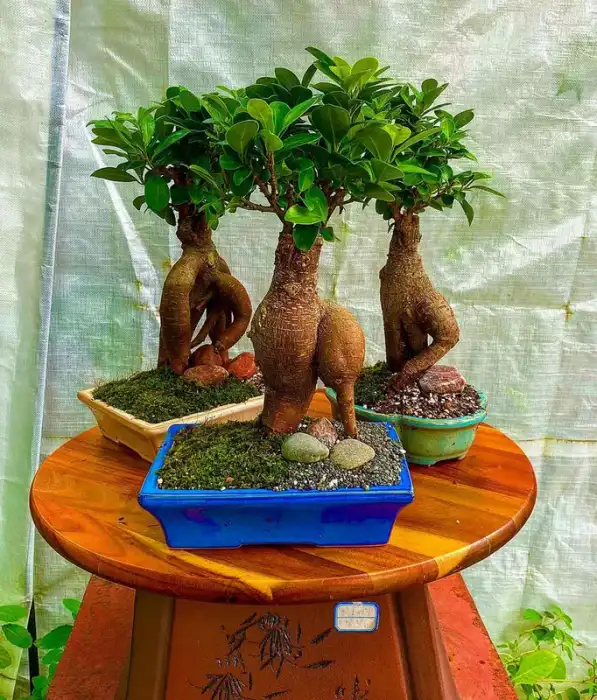 Bonsai around the nursery · Photograph 19
