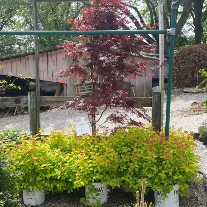 Trees · Photograph 18