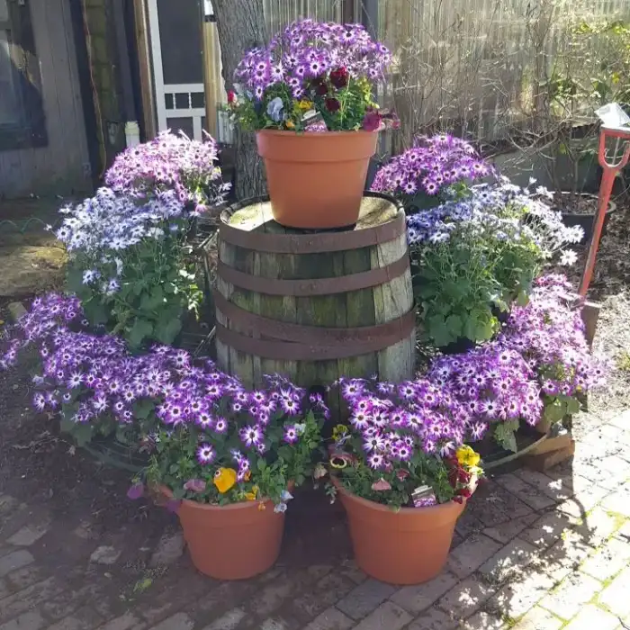 Senetti