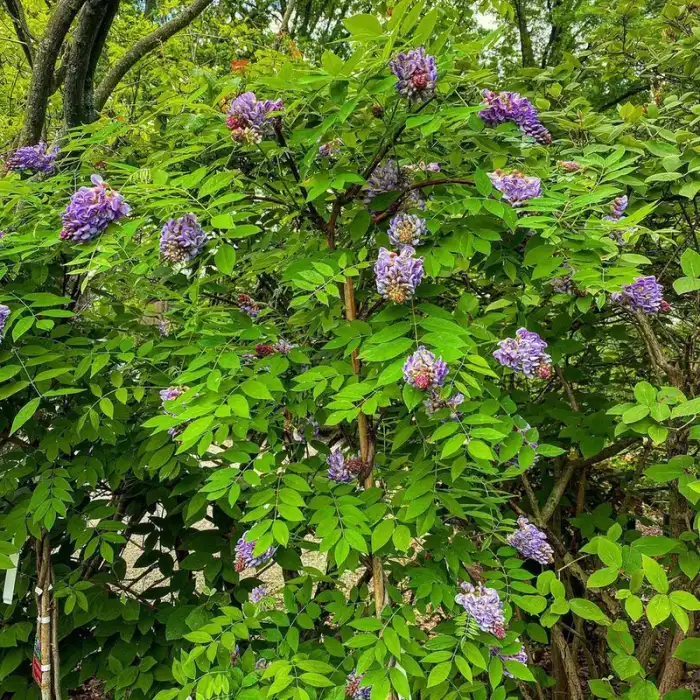Shrubs · Photograph 8