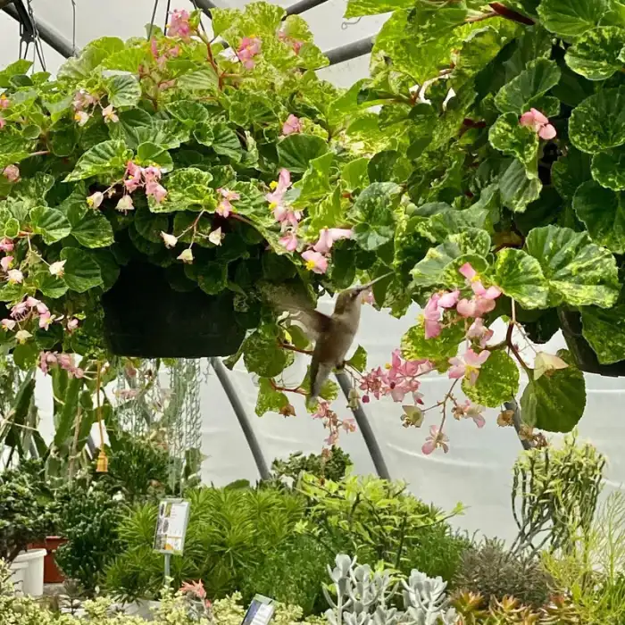 Geranium Hanging Basket