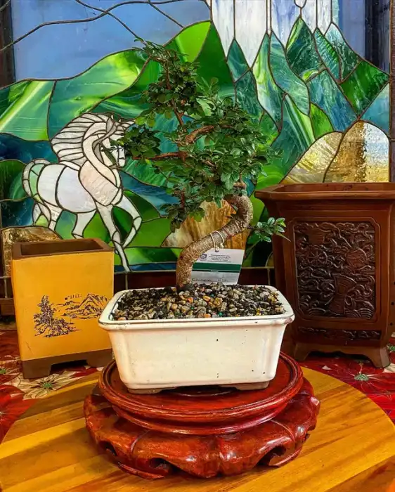Bonsai around the nursery · Photograph 7