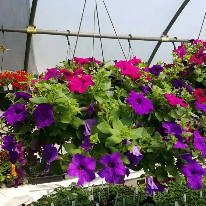 Mixed Hanging Basket