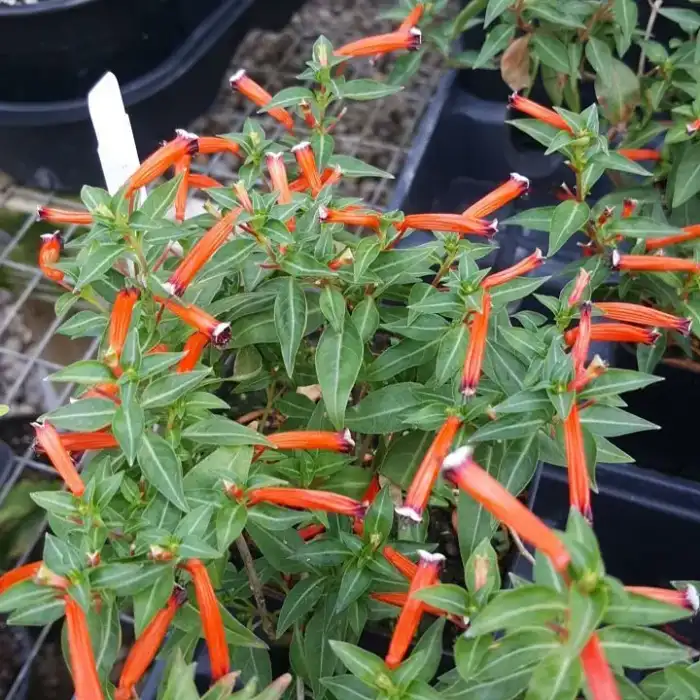 Hummingbird Plant