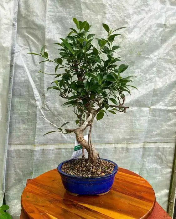 Bonsai through the years · Photograph 22