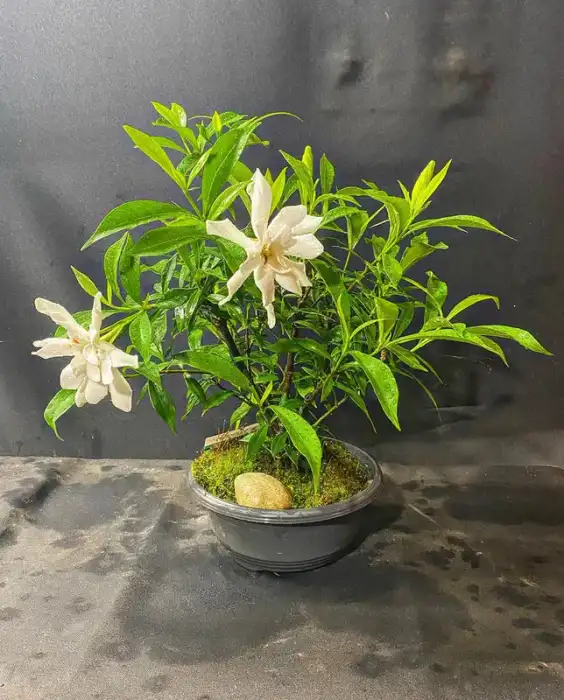 Gardenia Bonsai