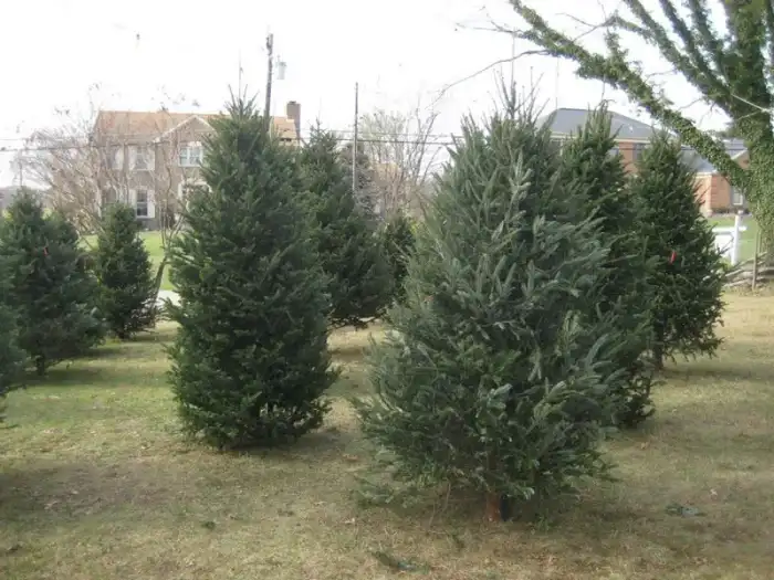Fresh cut Fraser fir Christmas trees