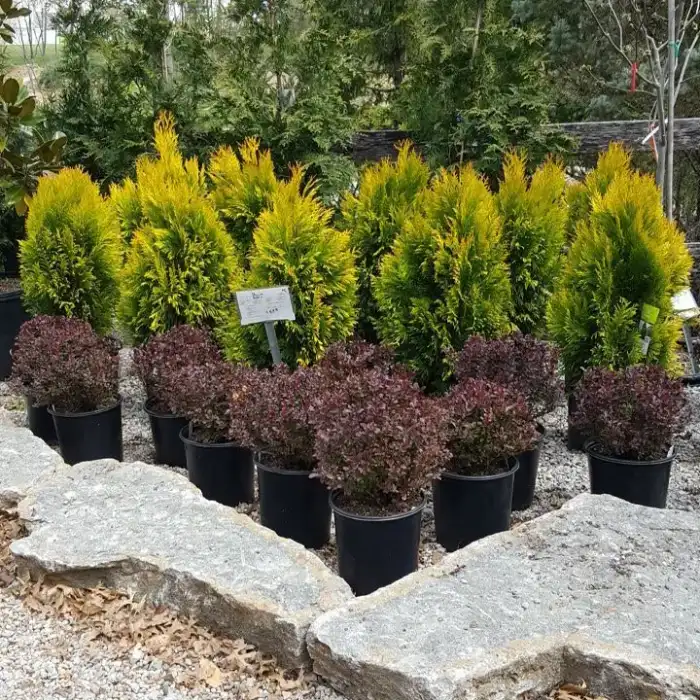 Shrubs · Photograph 17