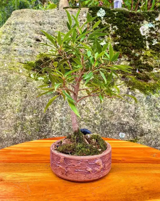 Bonsai around the nursery · Photograph 20
