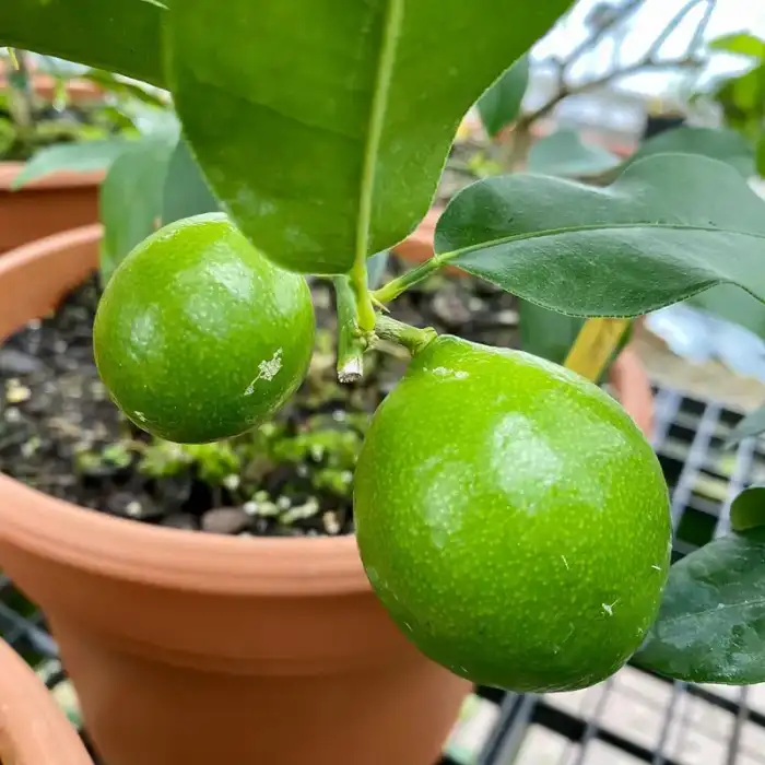 Herbs & fruits · Photograph 10
