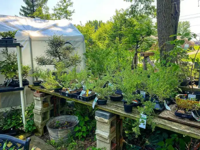 Bonsai through the years · Photograph 19