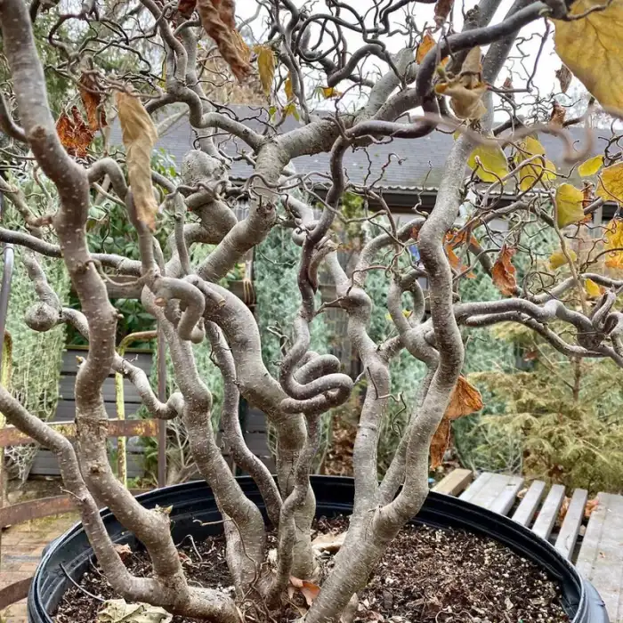 Trees · Photograph 21
