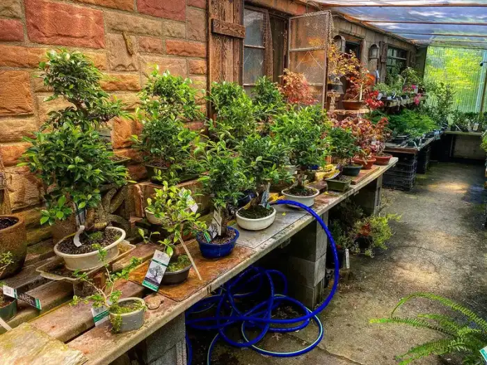 Bonsai through the years · Photograph 2