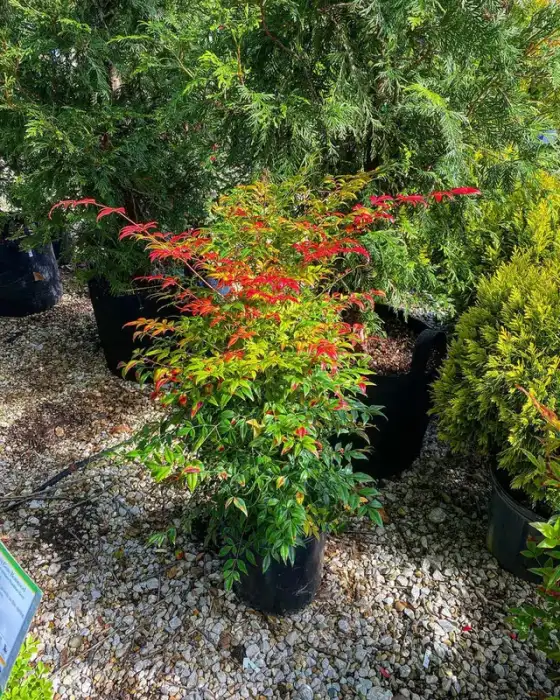 Shrubs · Photograph 4