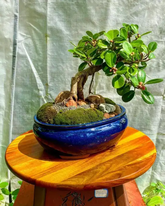 Bonsai around the nursery · Photograph 22