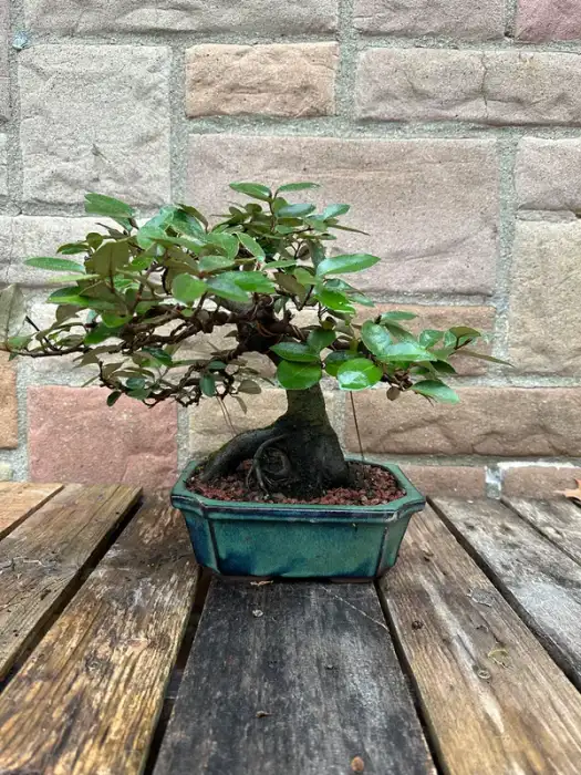 Silverberry at Reminiscent Nursery
