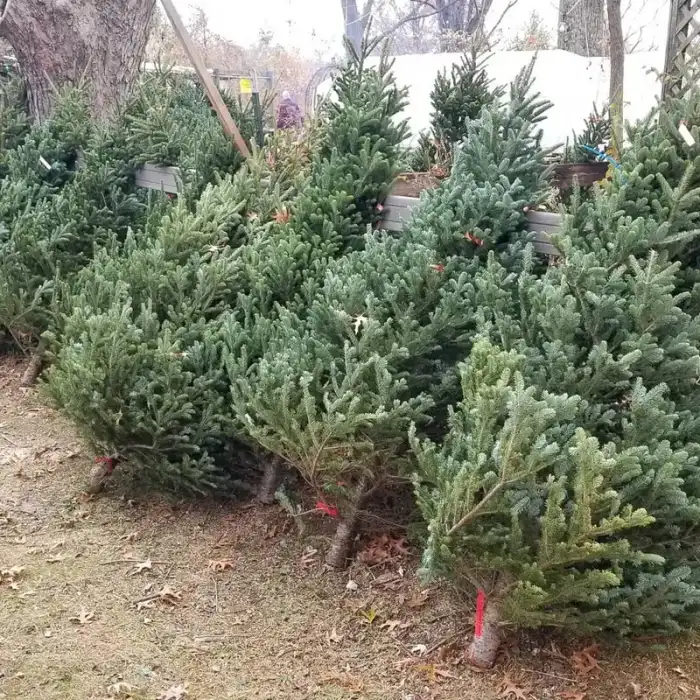 Fresh cut Fraser fir Christmas trees