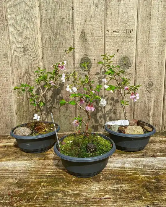 Flowering Cherry at Reminiscent Nursery