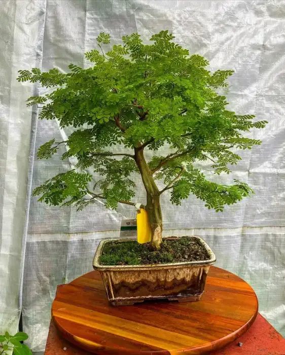 Bonsai around the nursery · Photograph 15