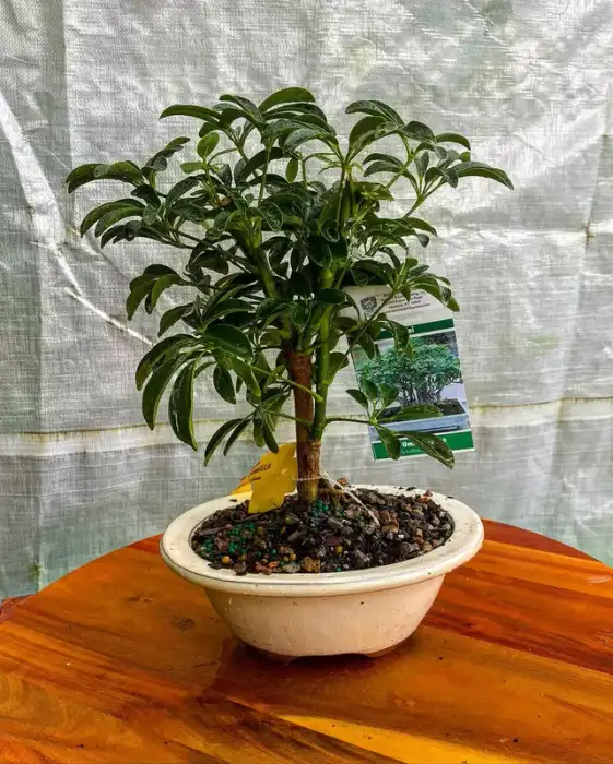 Bonsai around the nursery · Photograph 10
