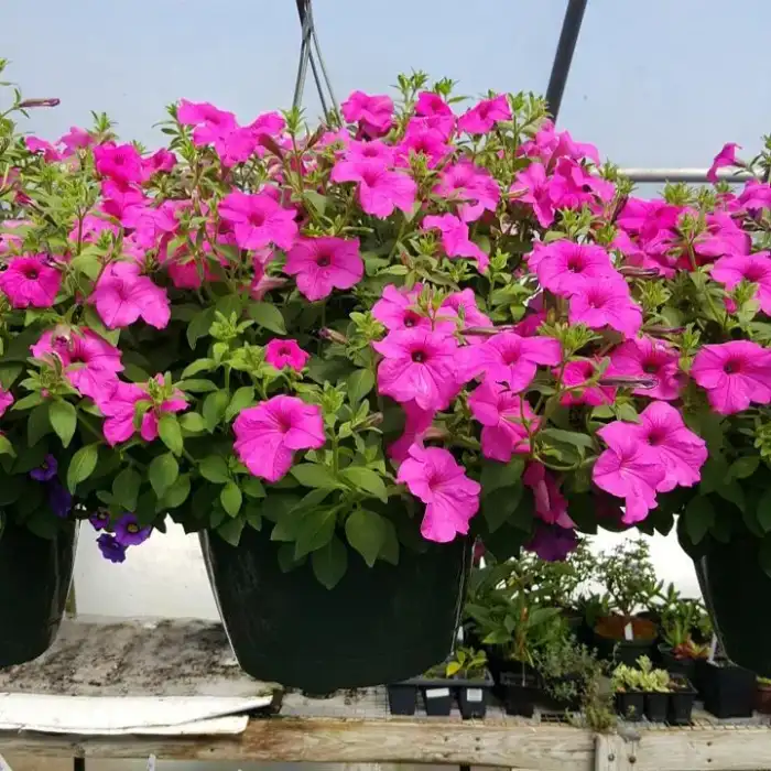 Petunia Hanging Basket