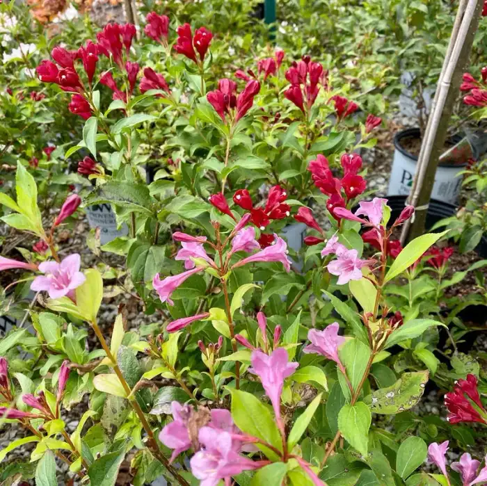 Shrubs · Photograph 3