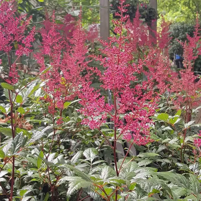 Perennials · Photograph 23
