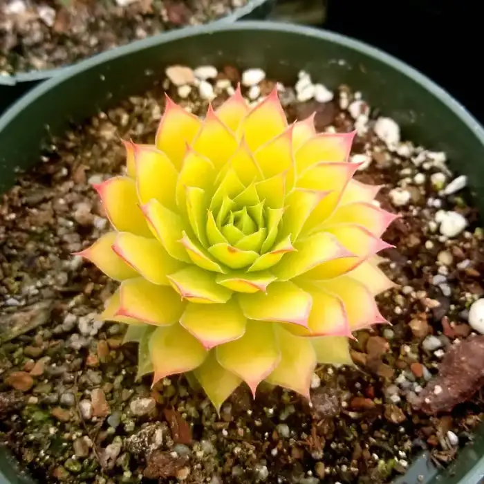 Succulents collection at Reminiscent