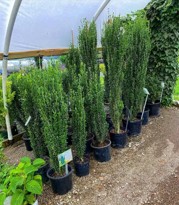 Shrubs · Photograph 11