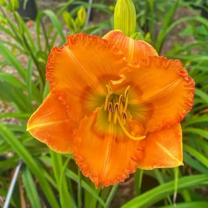 Perennials · Photograph 24