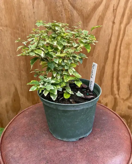 Variegated Parrots Beak