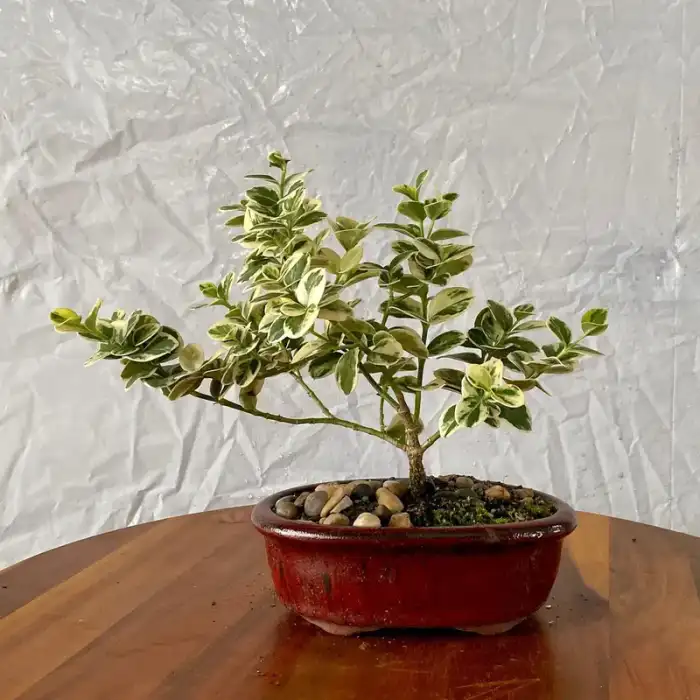 Bonsai around the nursery · Photograph 21