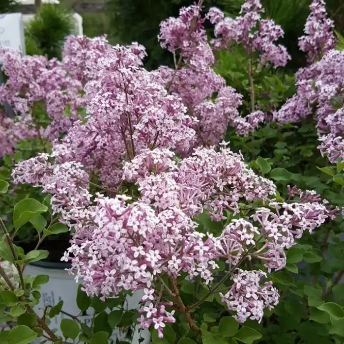 Shrubs · Photograph 15