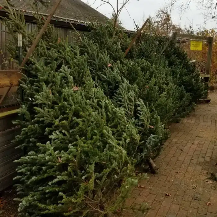 Fresh cut Fraser fir Christmas trees