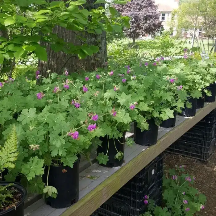 Perennials · Photograph 9