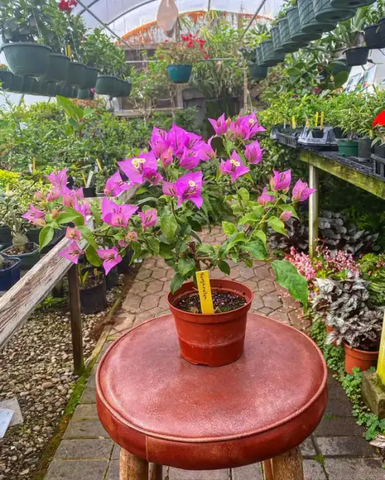 Bougainvillea Bonsai