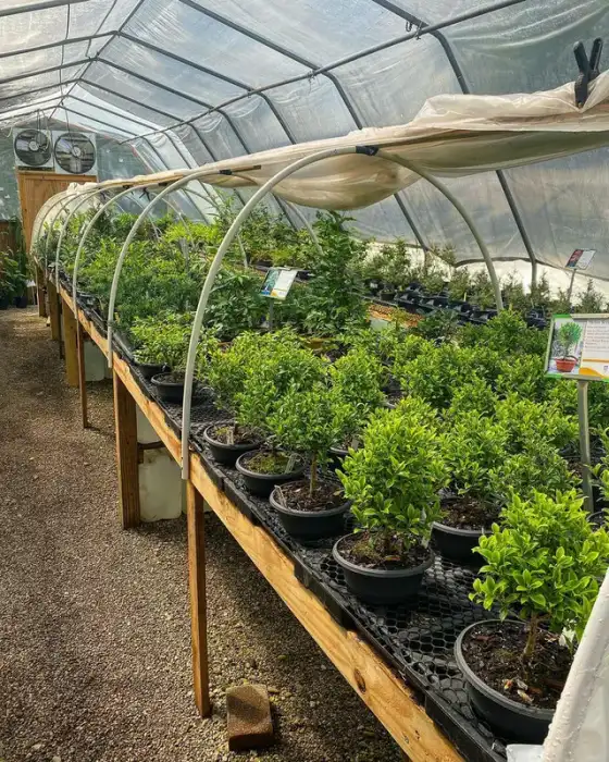 Pre bonsai and developing trees at Reminiscent Herb Farm & Nursery