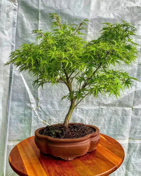 Bonsai around the nursery · Photograph 3