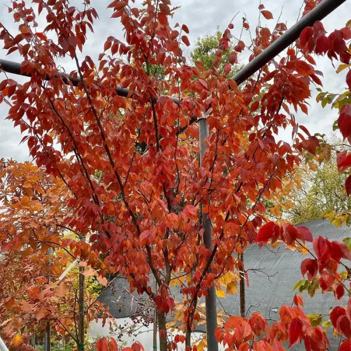 Trees · Photograph 20