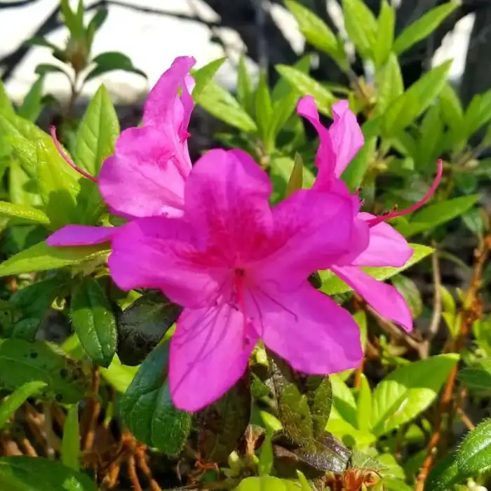 Shrubs · Photograph 7