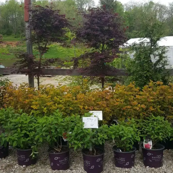 Shrubs · Photograph 24