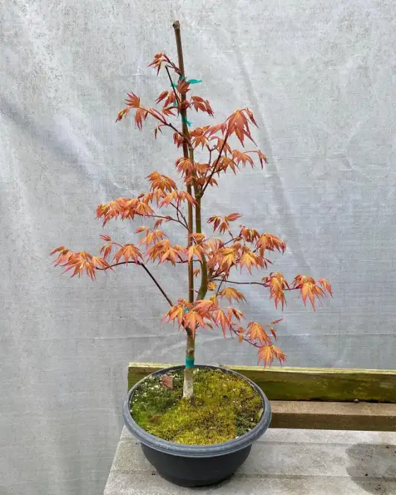 Katsura Japanese Maple Bonsai