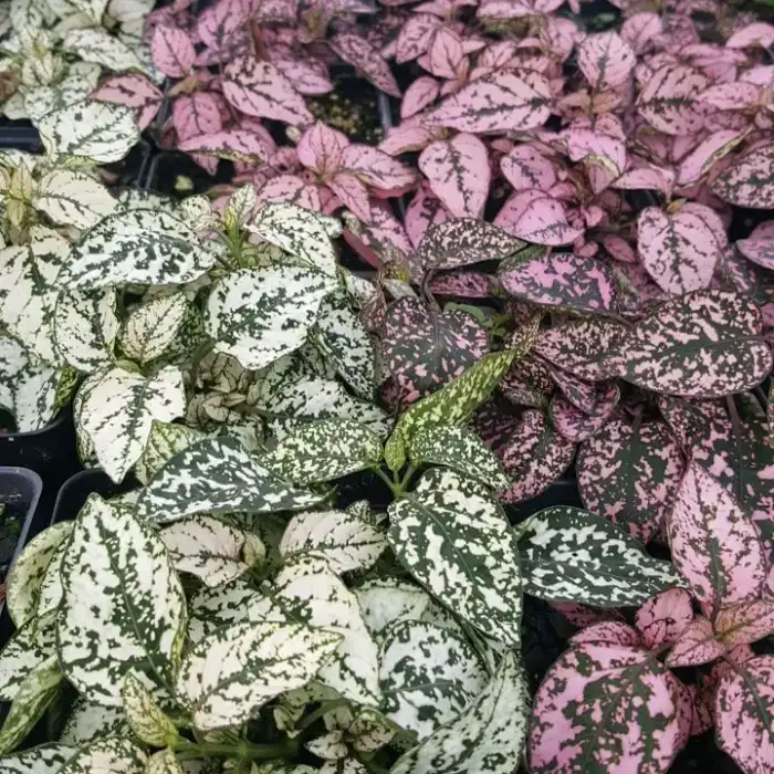 Hypoestes, Splash, Polk-a-Dot Plant