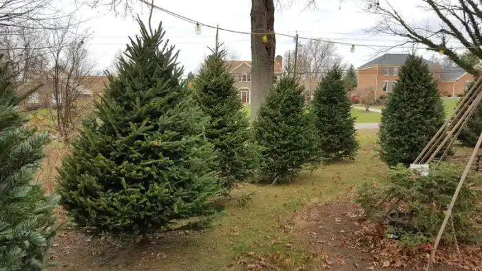 Christmas · Photograph 21