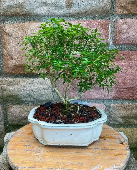 Serissa at Reminiscent Nursery